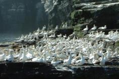 Gannets At Noss