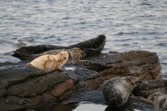 Seals At Breiwick Bay